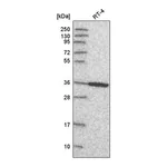 Atlas Antibodies Anti-ANXA8 Antibody