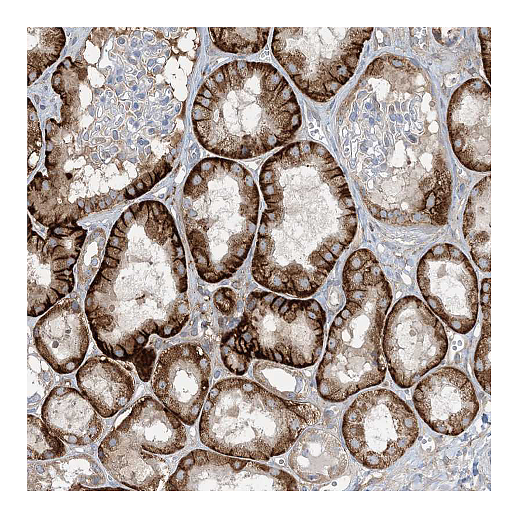 Atlas Antibodies Anti-AOC1 Antibody
