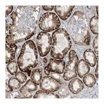 Atlas Antibodies Anti-AOC1 Antibody