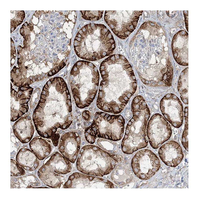 Atlas Antibodies Anti-AOC1 Antibody