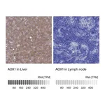 Atlas Antibodies Anti-AOX1 Antibody