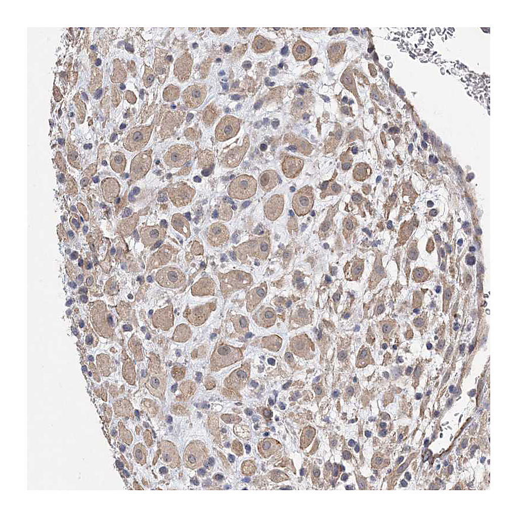 Atlas Antibodies Anti-AOC1 Antibody