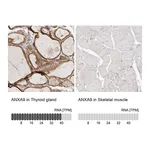 Atlas Antibodies Anti-ANXA9 Antibody