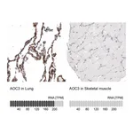 Atlas Antibodies Anti-AOC3 Antibody