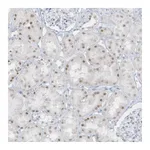 Atlas Antibodies Anti-AP000322.53 Antibody