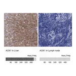 Atlas Antibodies Anti-AOX1 Antibody