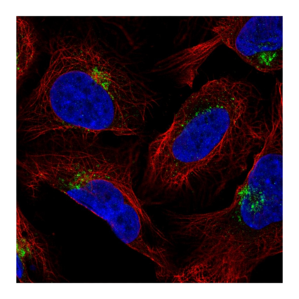 Atlas Antibodies Anti-AP1AR Antibody