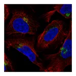 Atlas Antibodies Anti-AP1AR Antibody