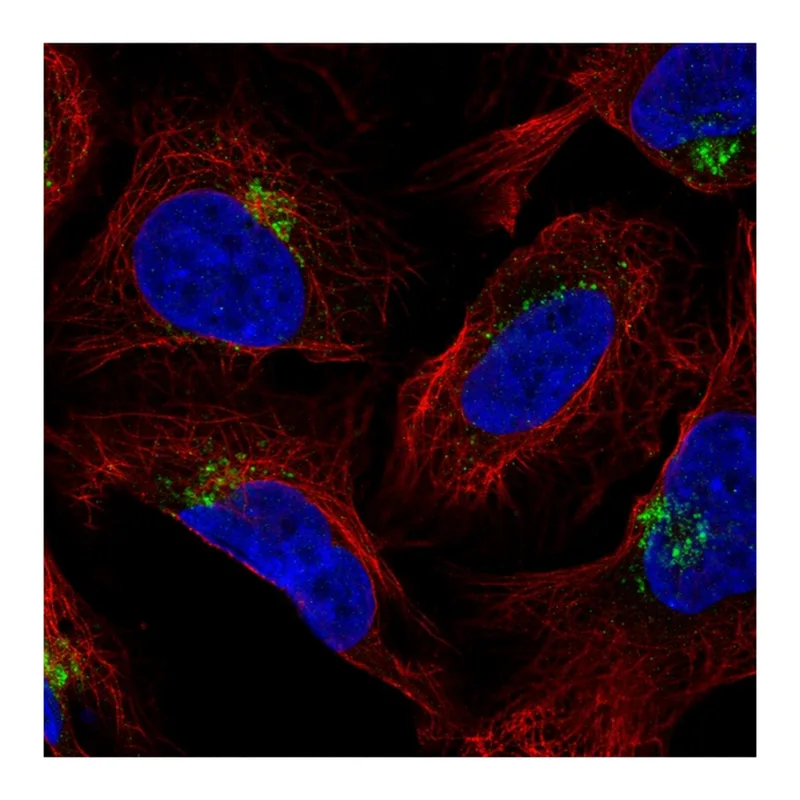 Atlas Antibodies Anti-AP1AR Antibody