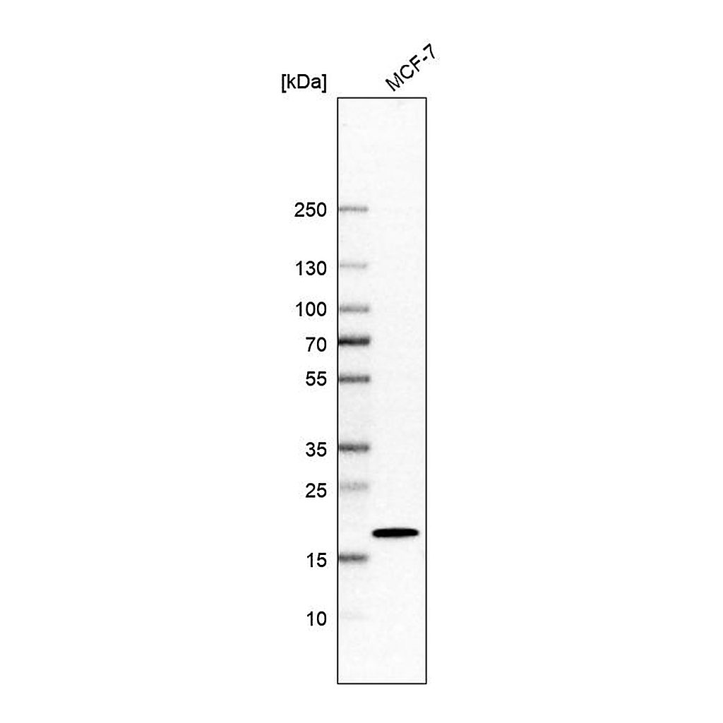 Atlas Antibodies Anti-AP1S1 Antibody