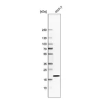 Atlas Antibodies Anti-AP1S1 Antibody