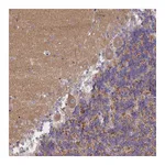 Atlas Antibodies Anti-AP3M1 Antibody