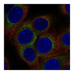 Atlas Antibodies Anti-AP3D1 Antibody