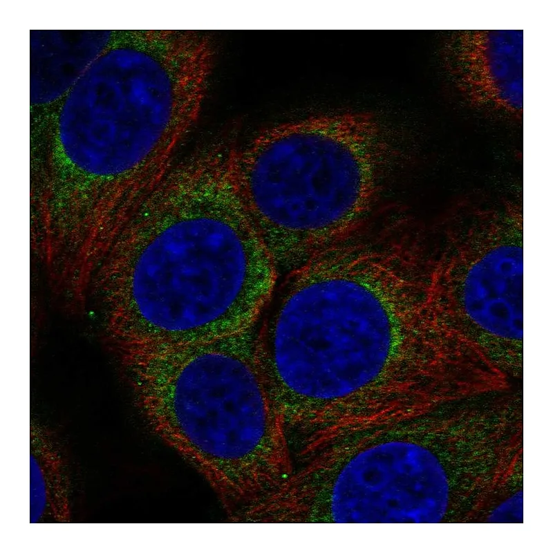 Atlas Antibodies Anti-AP3D1 Antibody