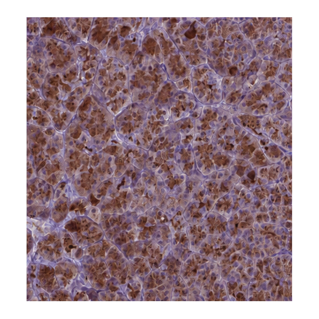 Atlas Antibodies Anti-AP5B1 Antibody