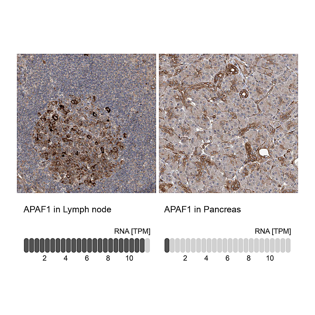 Atlas Antibodies Anti-APAF1 Antibody