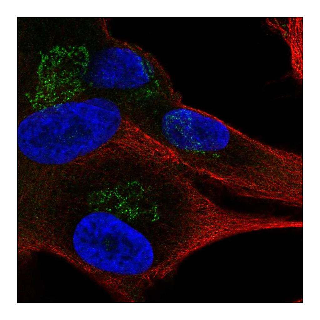 Atlas Antibodies Anti-APBA1 Antibody