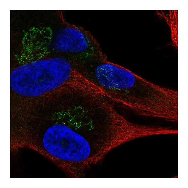 Atlas Antibodies Anti-APBA1 Antibody