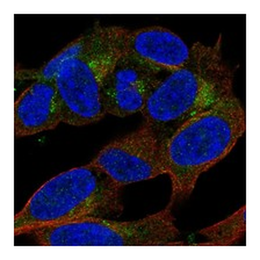 Atlas Antibodies Anti-APBA2 Antibody
