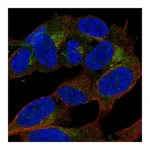 Atlas Antibodies Anti-APBA2 Antibody
