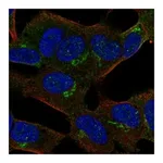 Atlas Antibodies Anti-APBA2 Antibody