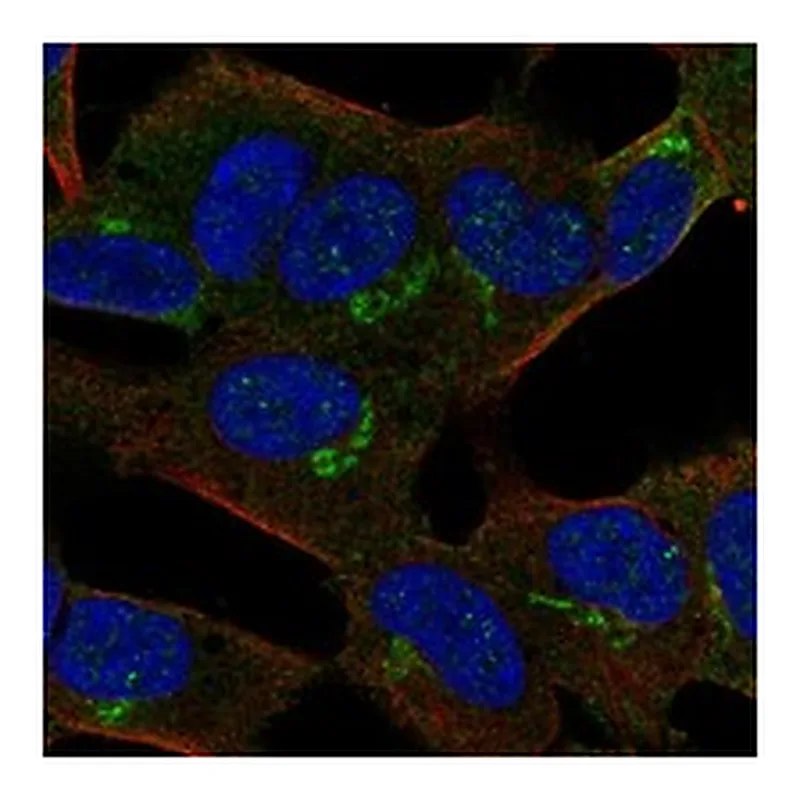 Atlas Antibodies Anti-APBA2 Antibody