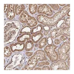 Atlas Antibodies Anti-APBB1 Antibody