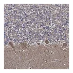 Atlas Antibodies Anti-APBB3 Antibody