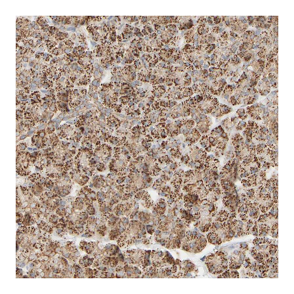 Atlas Antibodies Anti-APBB2 Antibody