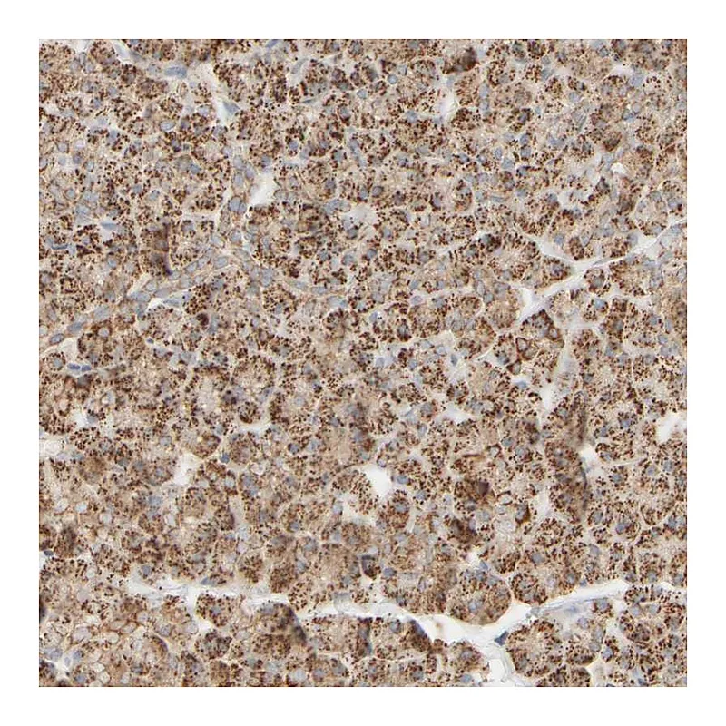 Atlas Antibodies Anti-APBB2 Antibody