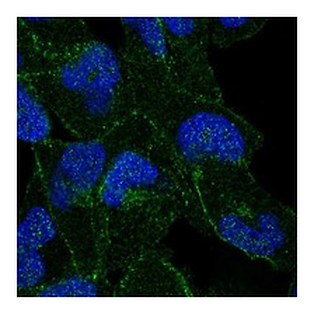 Atlas Antibodies Anti-APC Antibody