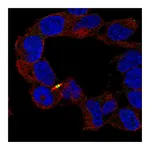 Atlas Antibodies Anti-APC2 Antibody