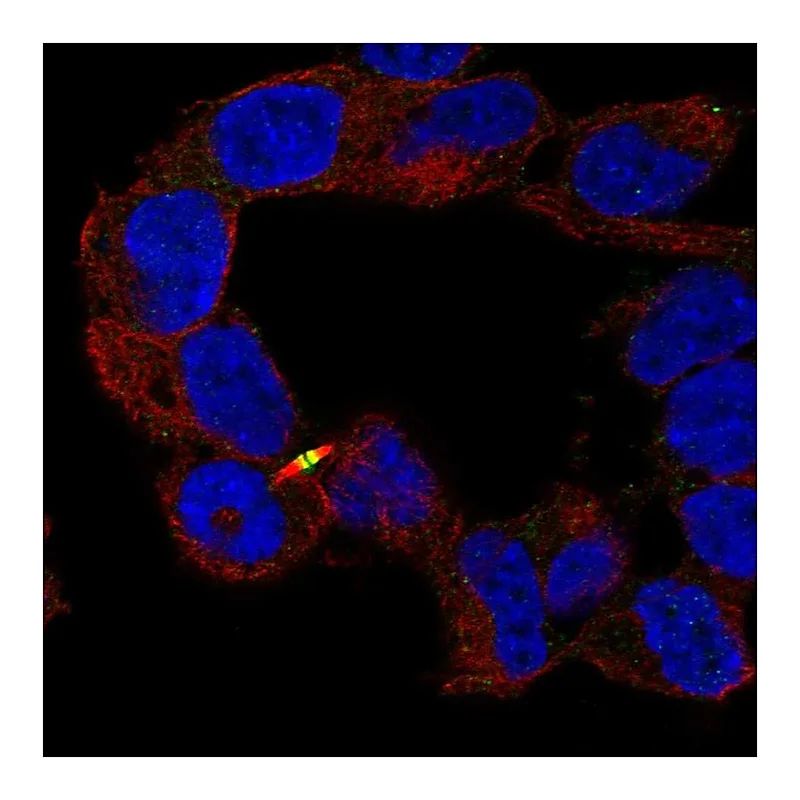Atlas Antibodies Anti-APC2 Antibody
