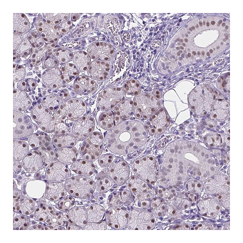 Atlas Antibodies Anti-APCDD1L Antibody