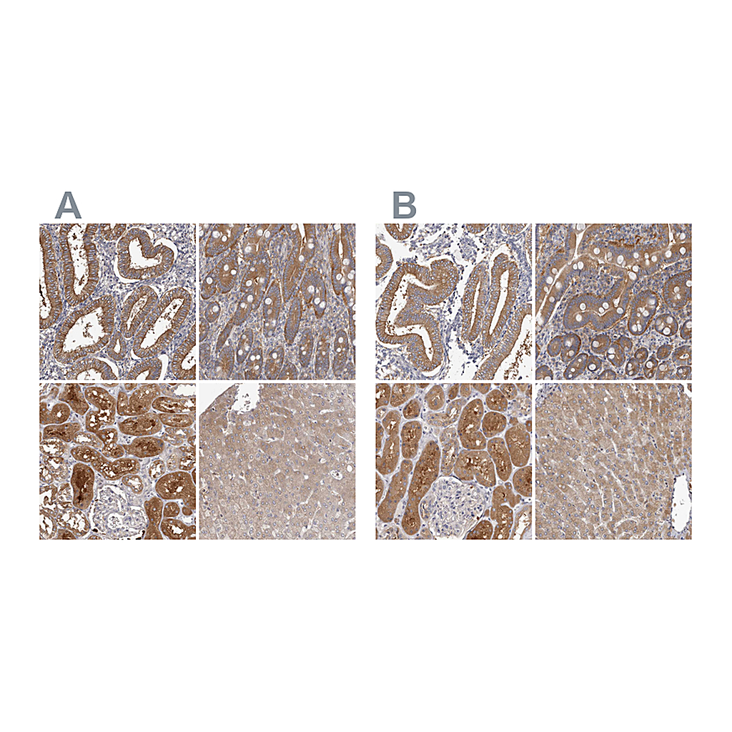 Atlas Antibodies Anti-APEH Antibody