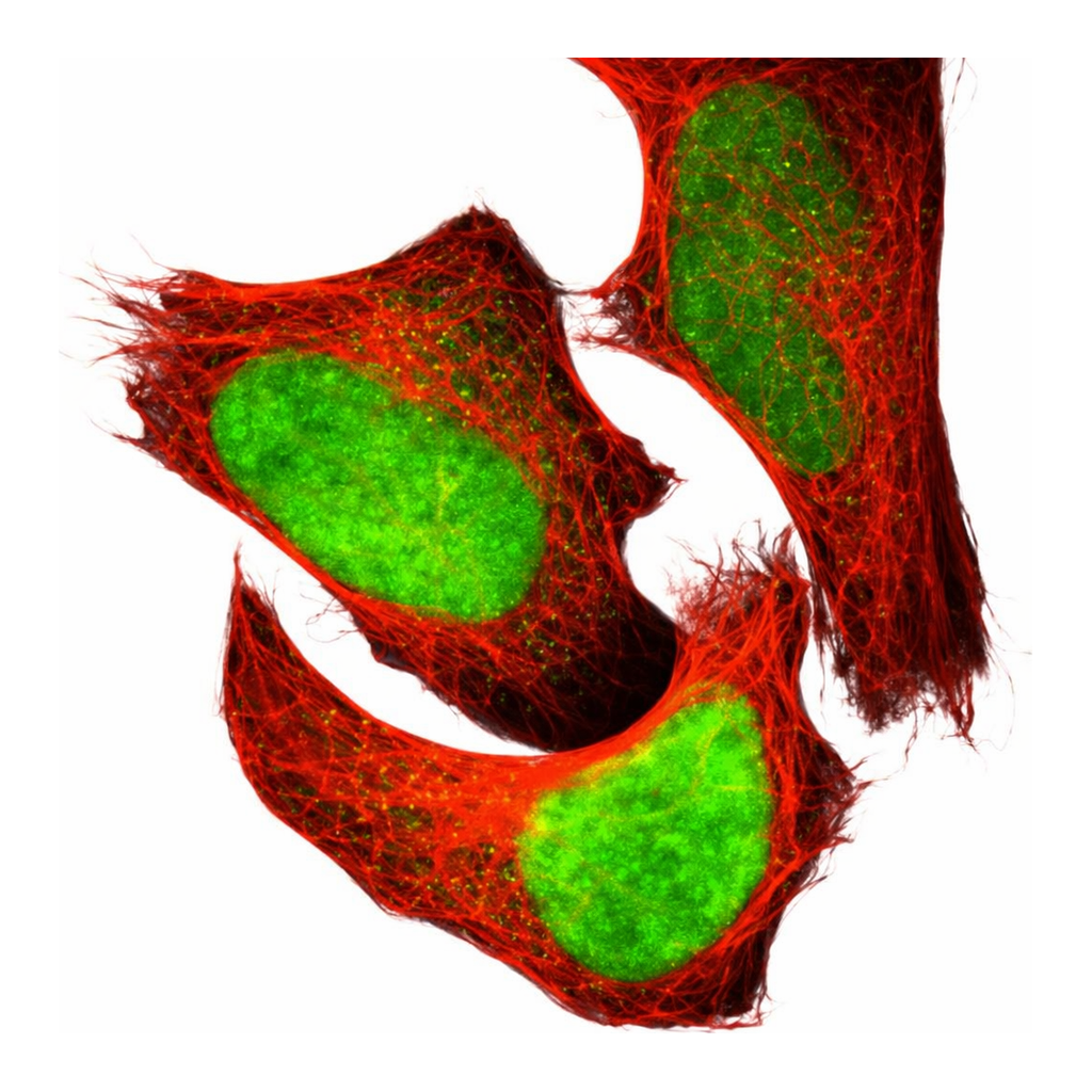 Atlas Antibodies Anti-APEX1 Antibody