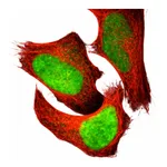 Atlas Antibodies Anti-APEX1 Antibody
