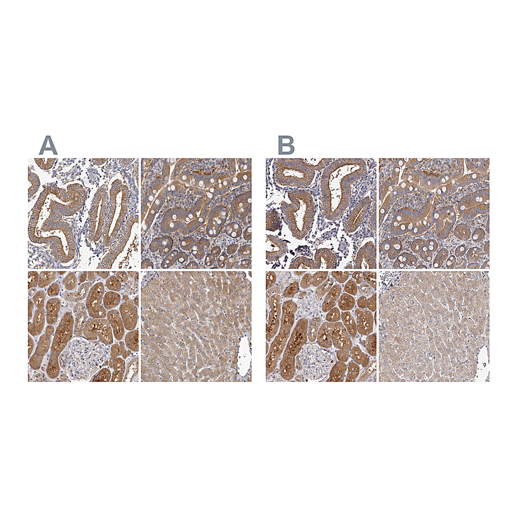 Atlas Antibodies Anti-APEH Antibody