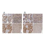 Atlas Antibodies Anti-APEH Antibody