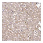 Atlas Antibodies Anti-APCS Antibody