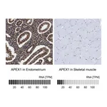 Atlas Antibodies Anti-APEX1 Antibody