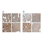 Atlas Antibodies Anti-APEH Antibody