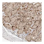 Atlas Antibodies Anti-APIP Antibody