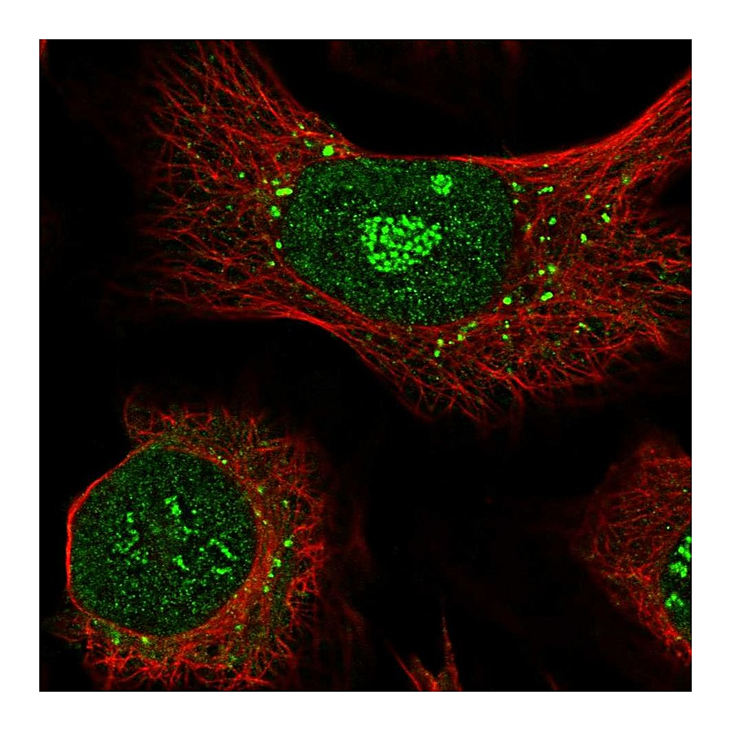 Atlas Antibodies Anti-APEX2 Antibody