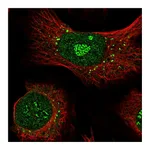 Atlas Antibodies Anti-APEX2 Antibody