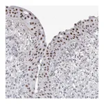 Atlas Antibodies Anti-API5 Antibody
