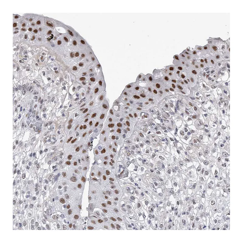 Atlas Antibodies Anti-API5 Antibody