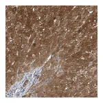 Atlas Antibodies Anti-APLF Antibody