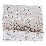 Atlas Antibodies Anti-APLF Antibody