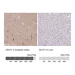 Atlas Antibodies Anti-APLP1 Antibody
